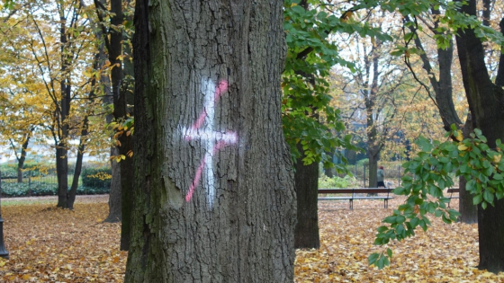 zdjęcie poglądowe